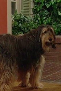 Buck plays Buck the Dog on Married With Children